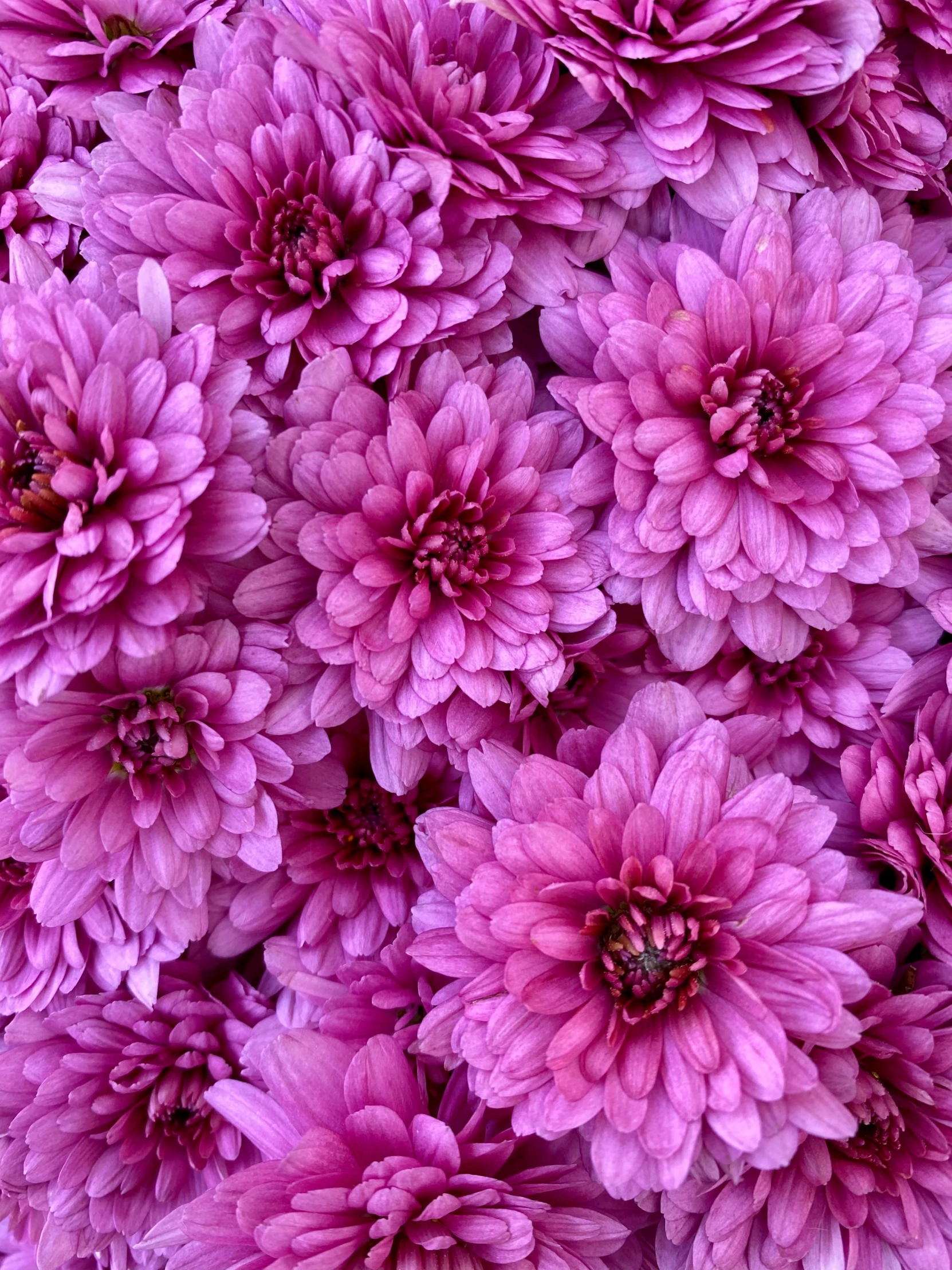 a background full of beautiful flowers, purple