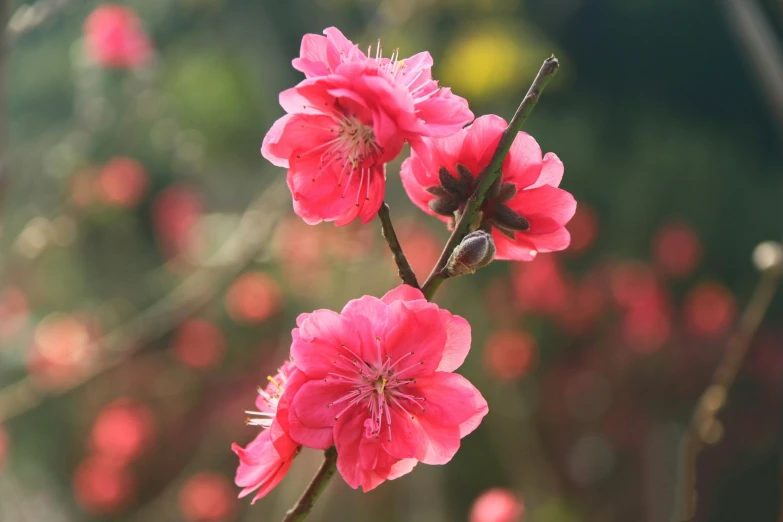 pink flowers are blooming on a stalk with green and red leaves