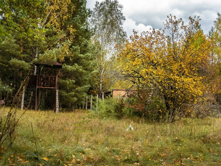 a forest filled with lots of trees and yellow leaves