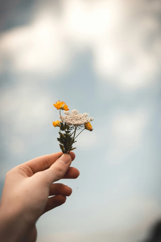 the sun shines on a person holding a small flower in their hand