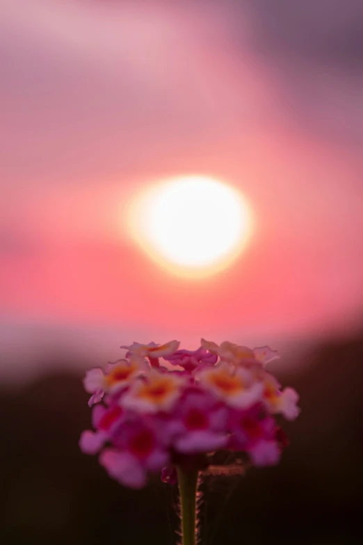 a flower is in the foreground, while the sun shines above
