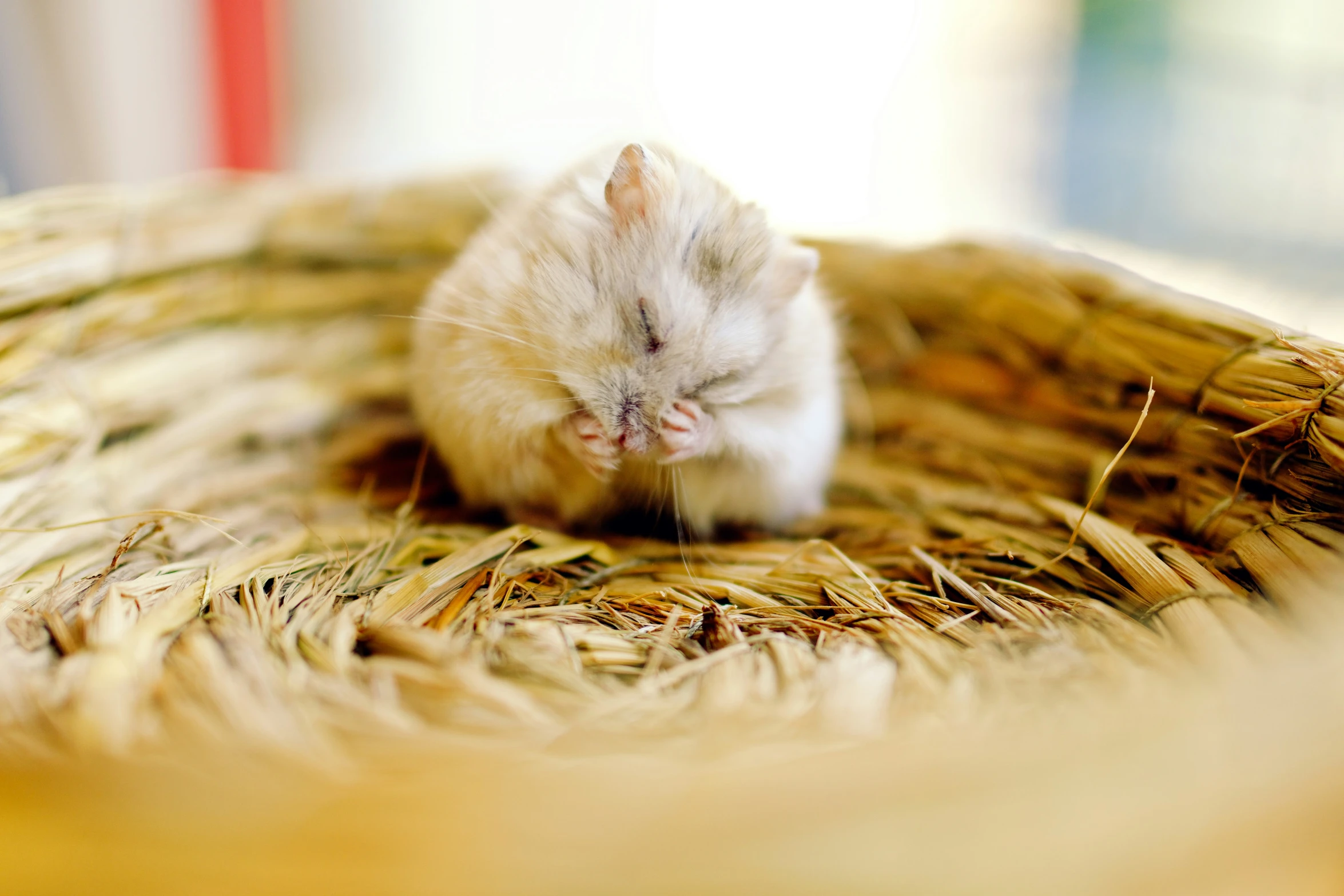 a rat curled up asleep on top of a round bowl