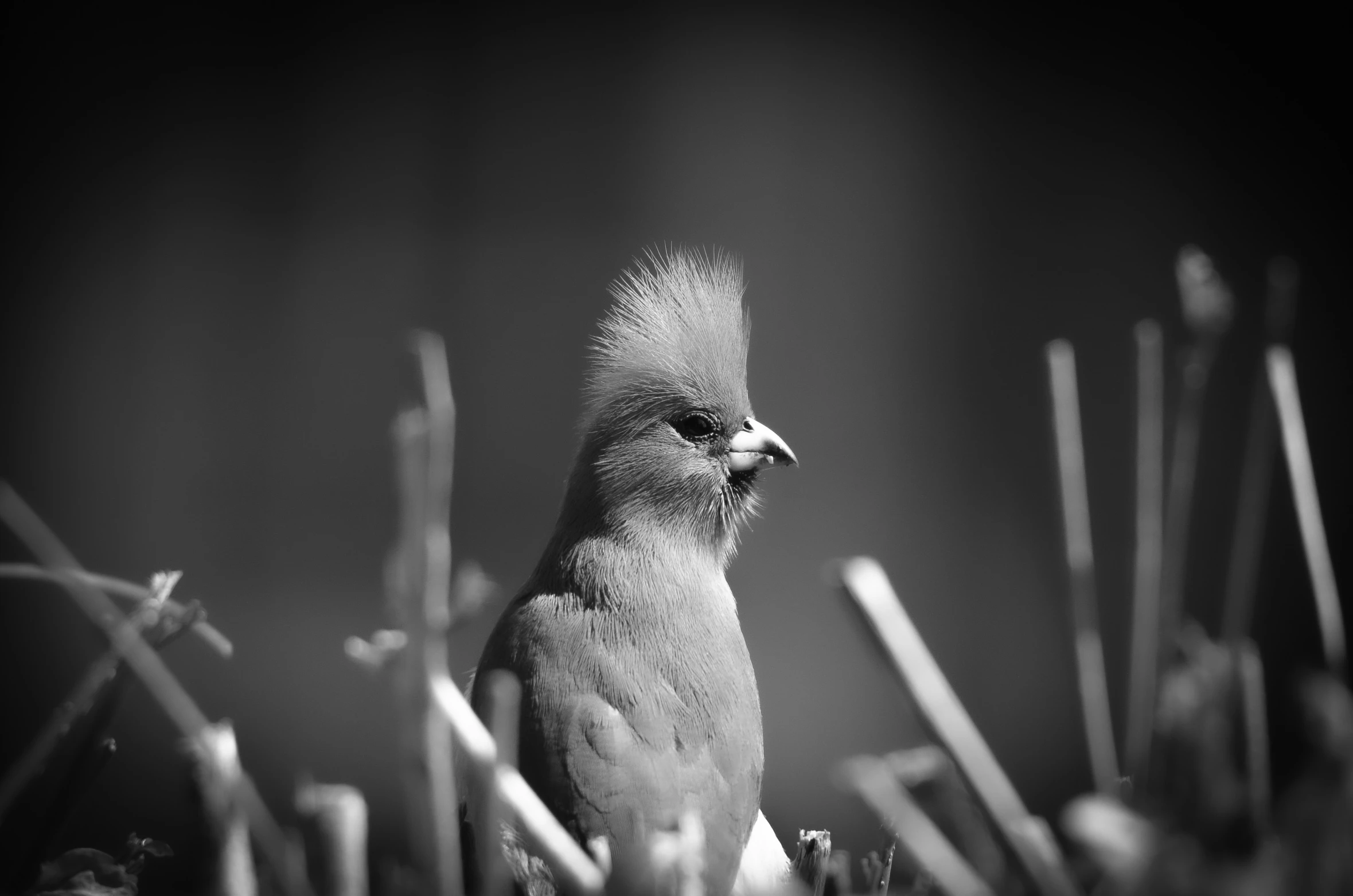 a bird sitting in the grass with its mouth open