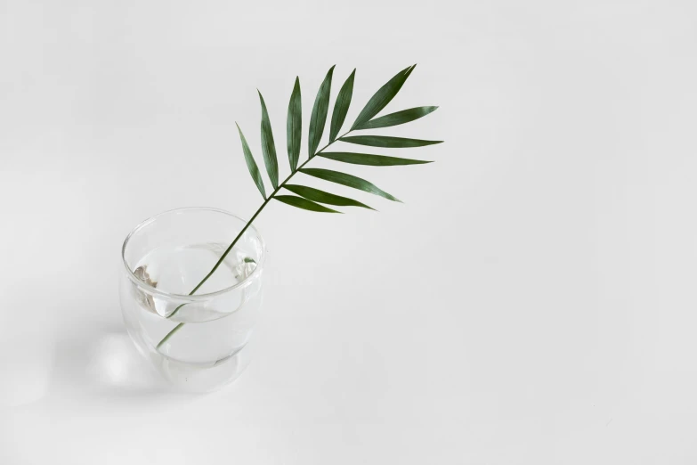 small green plant in glass on white surface