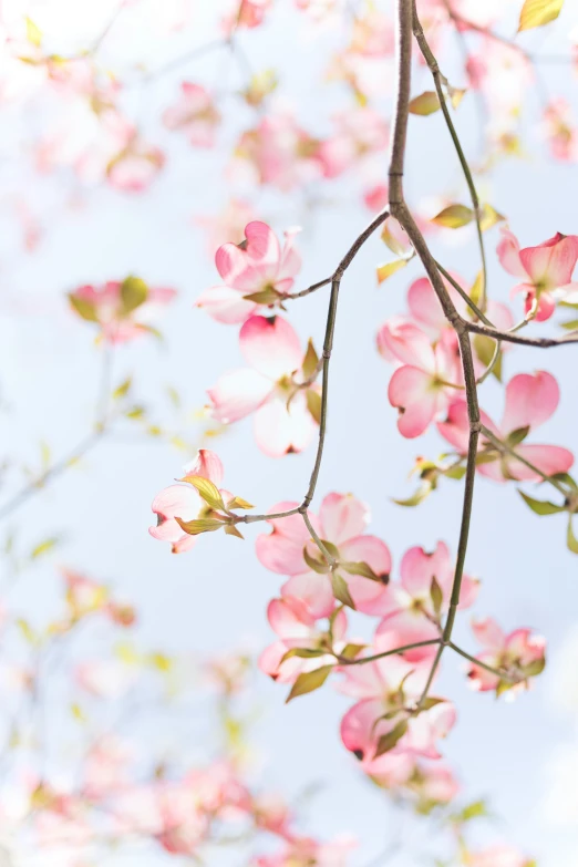 pink and yellow flowers blossoming on trees against a blue sky