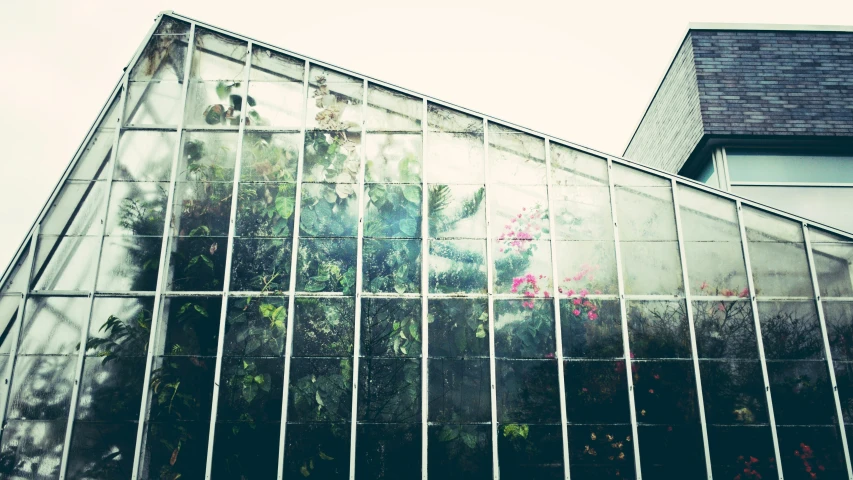 an intricate and irradious building has vines in the windows