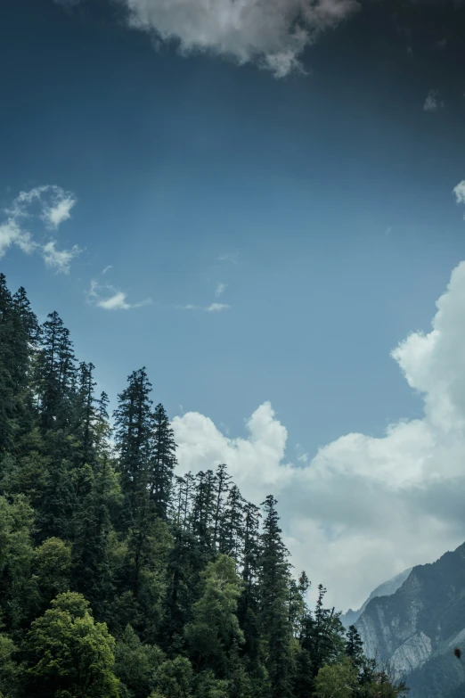 a forest with trees, a mountain and clouds