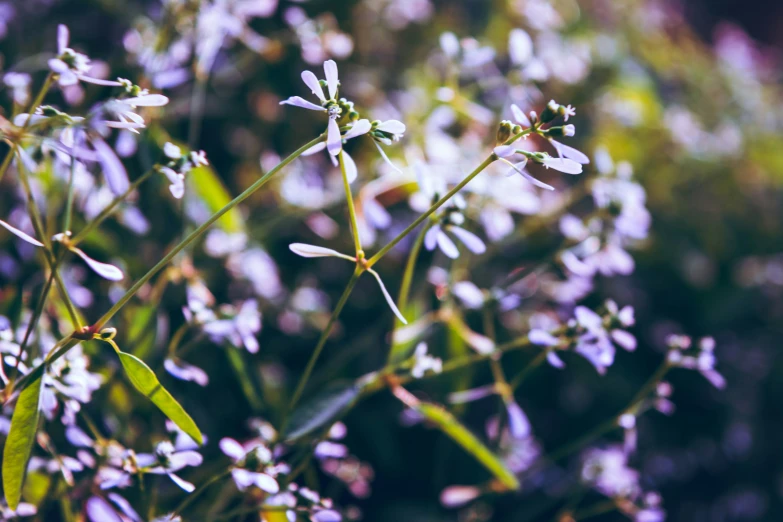 small white flowers stand out in the green grass