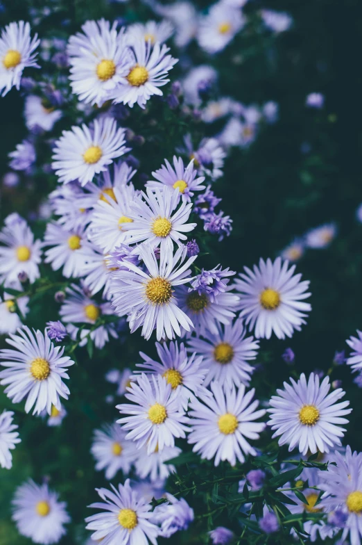 a bunch of purple and yellow flowers that are on some grass