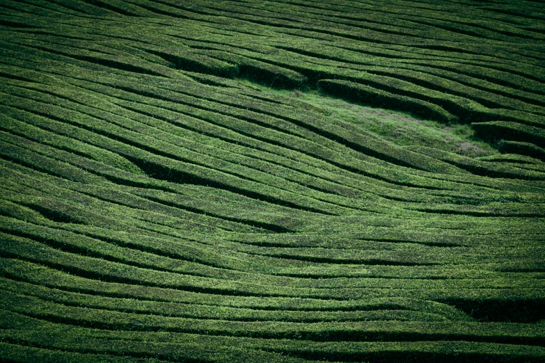 grassy field with ripples and a small bird flying over