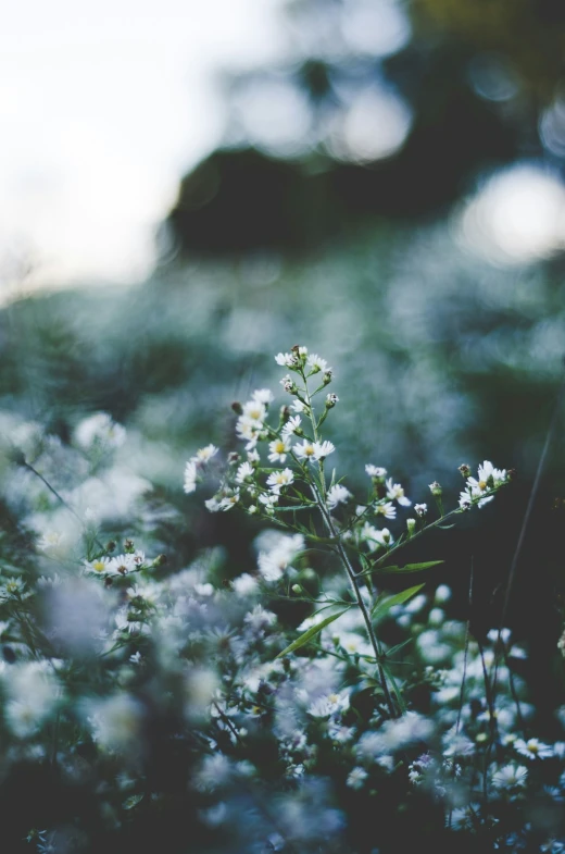 the weeds and flowers are blooming close to each other