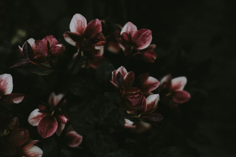 purple flowers are in bloom with dark lighting