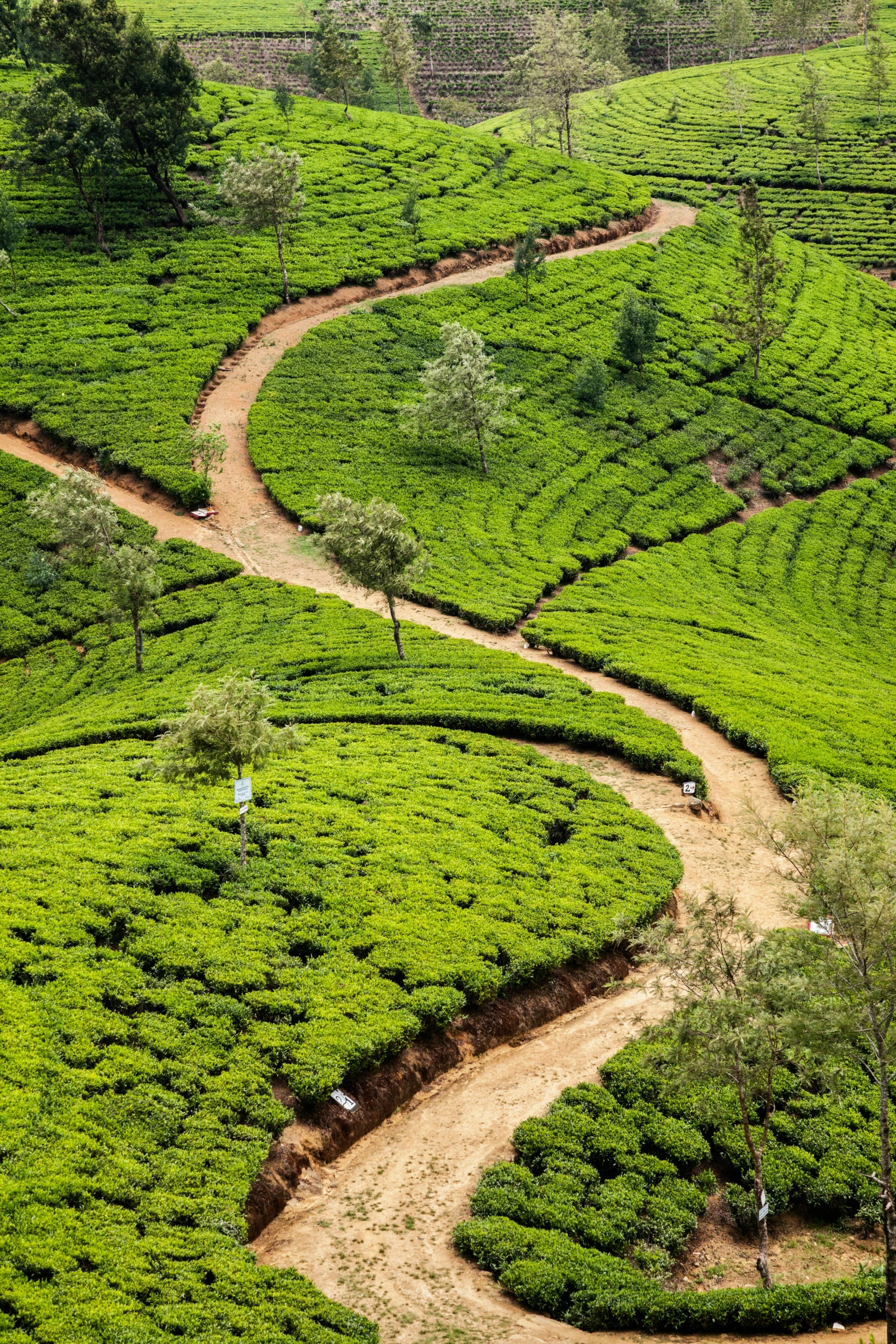 a dirt road curves through green grassy areas