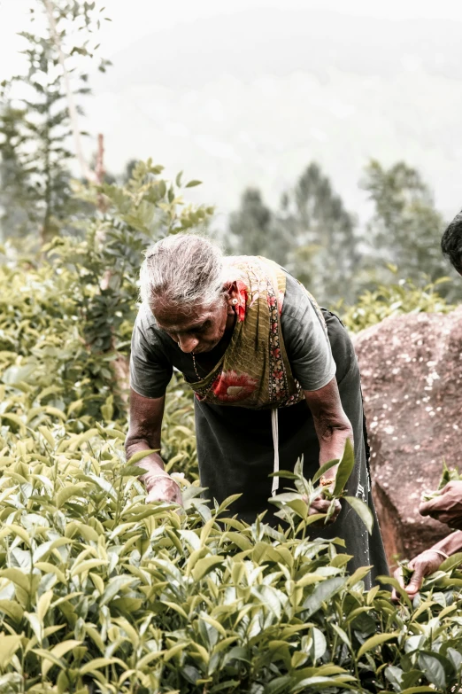 a man picking soing from a bush on top of grass