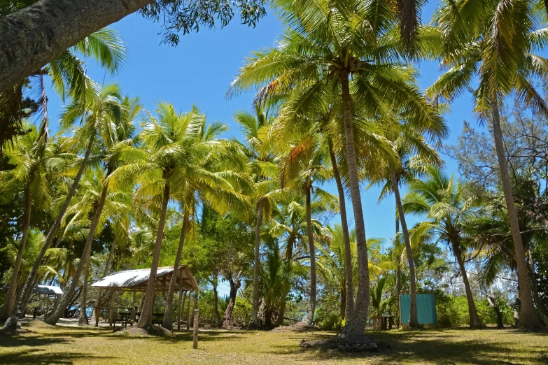 an open area surrounded by palm trees and blue sky