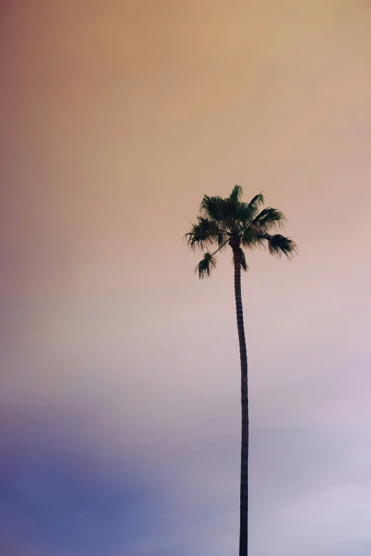 there are three tall palm trees on the beach