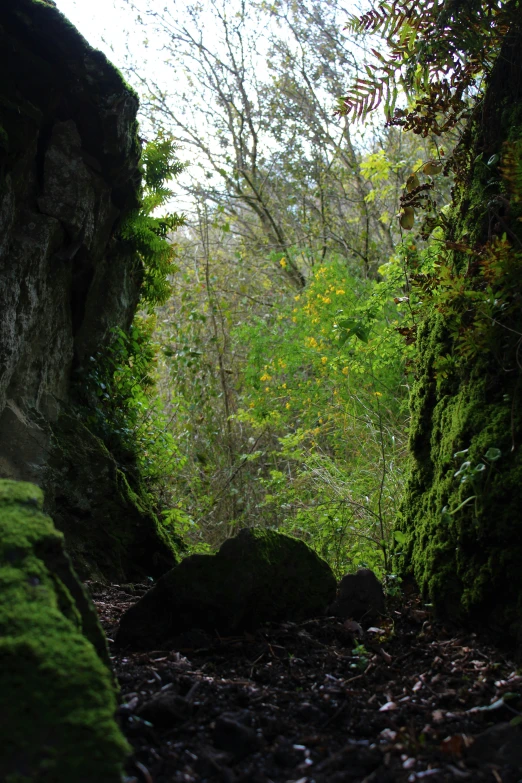 an area with some rocks that has moss growing