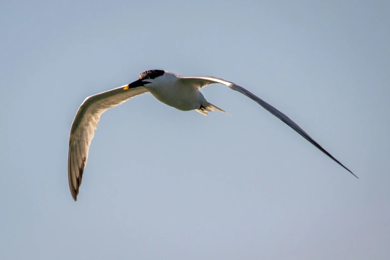 a bird flying in the sky with its wings extended