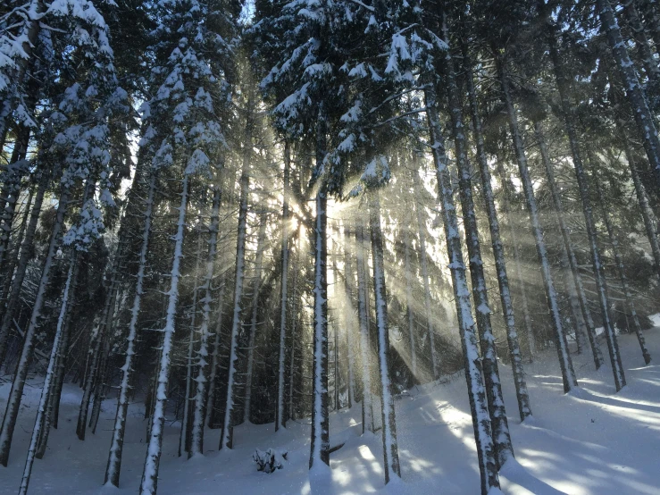 sunlight streaming through the trees on a snowy mountain