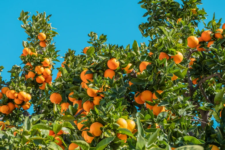 a bunch of orange trees in a grove