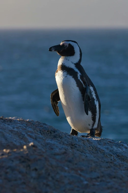 a penguin standing on top of a beach next to the ocean