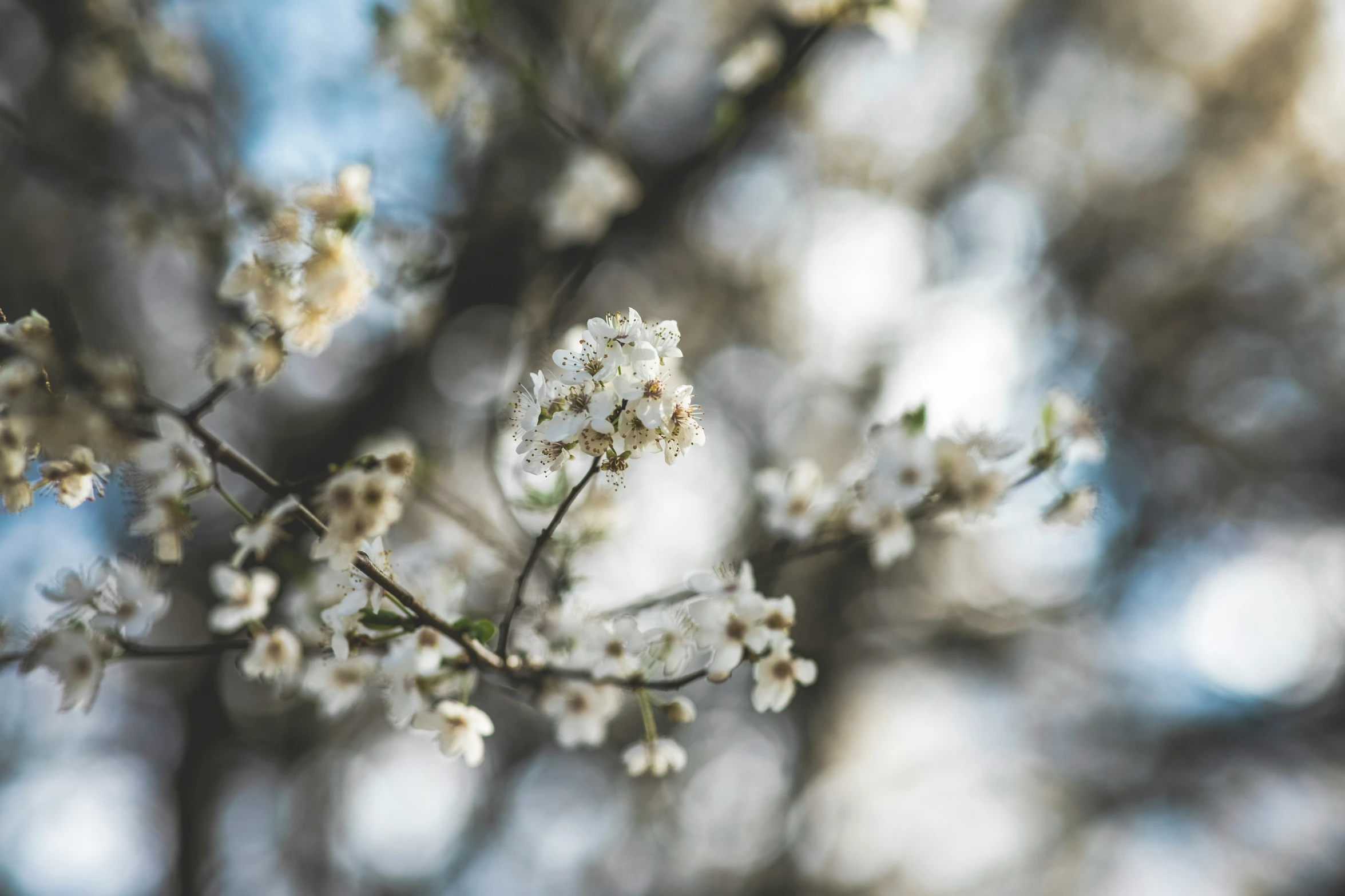 some white flowers are in the bush by itself