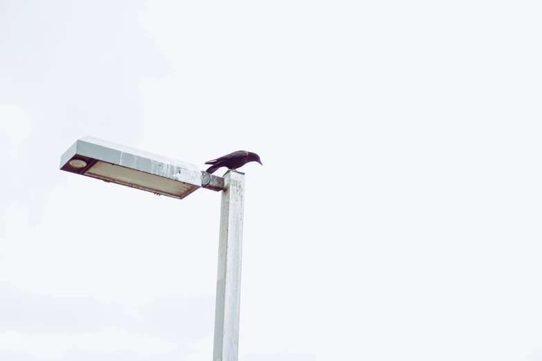 a black bird on top of a light post