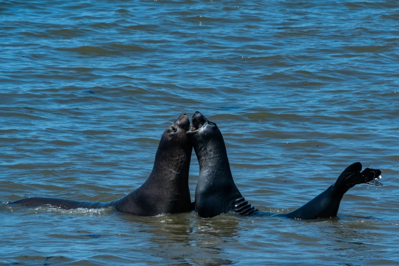 two large brown animals swimming together in the water