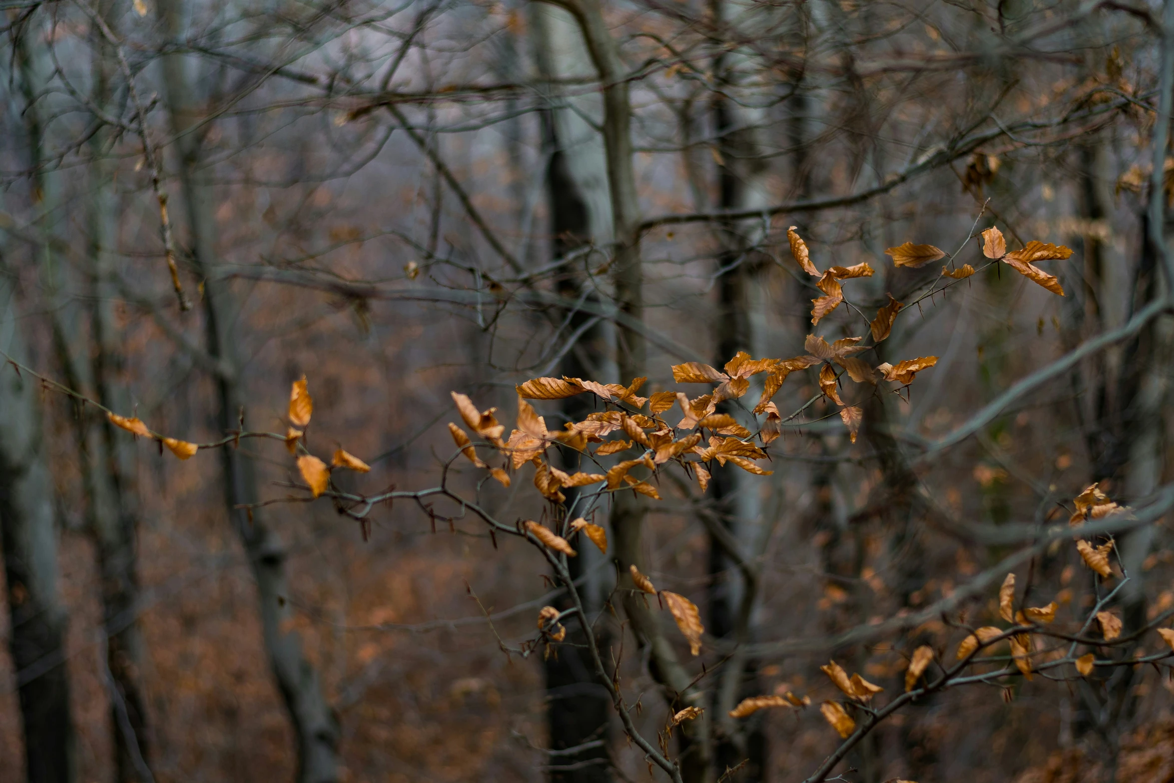 a tree with no leaves and lots of brown leaves in front