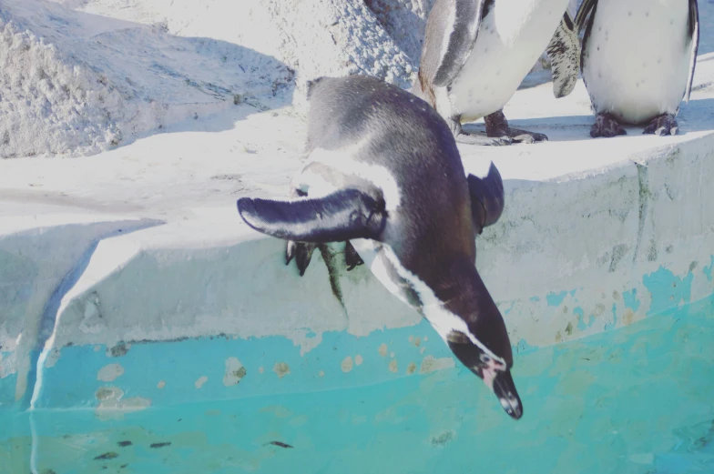 a penguin dives into the water next to penguins