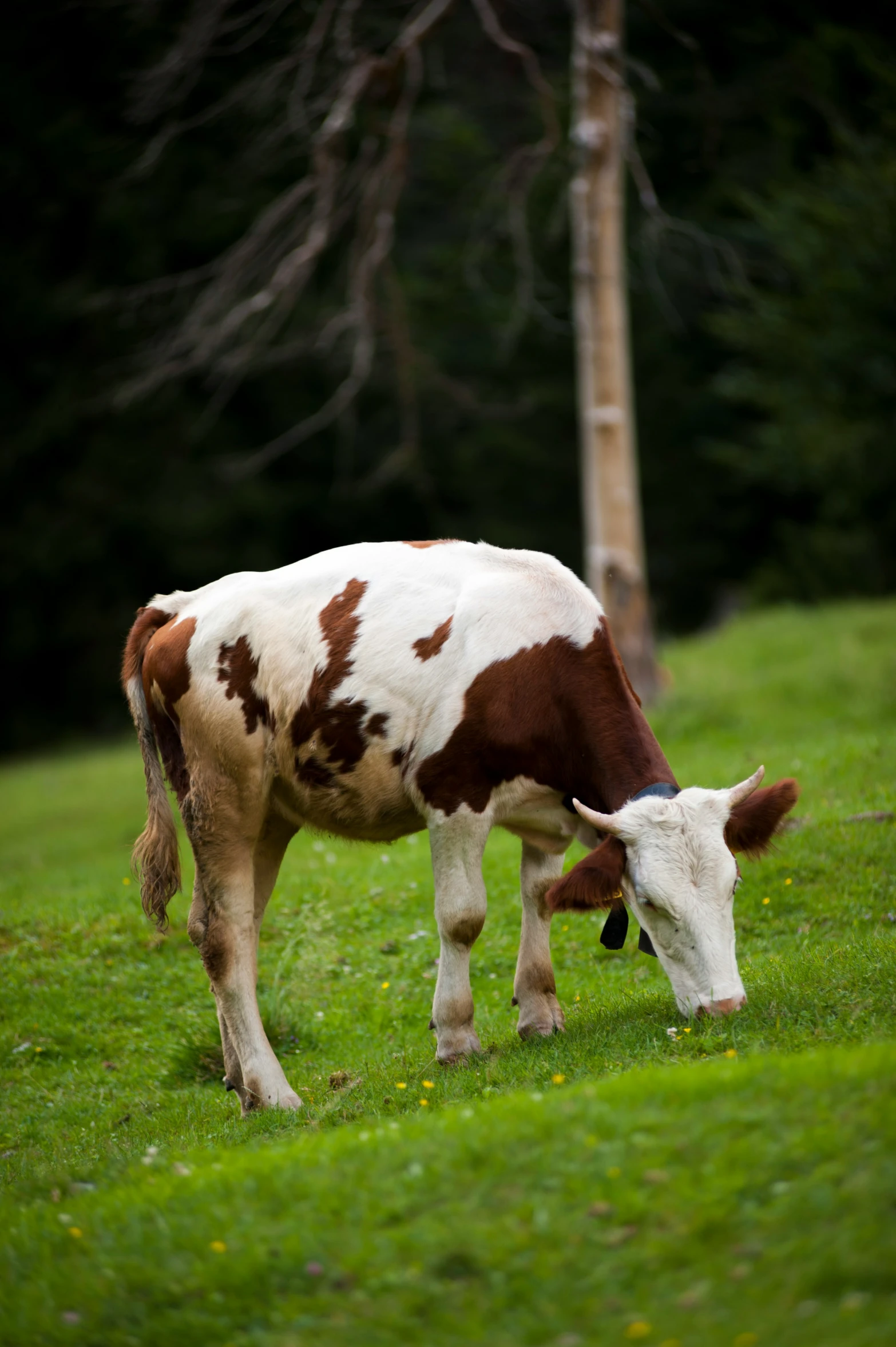 a cow that is standing in the grass