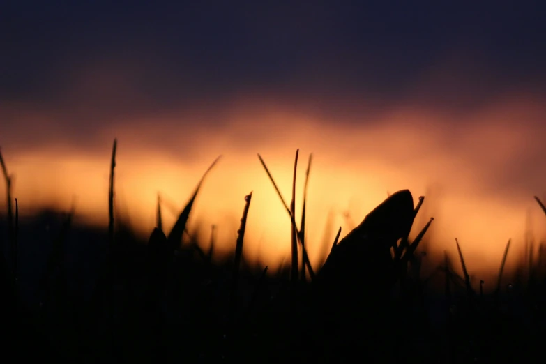 a black and yellow po of the sky at sunset