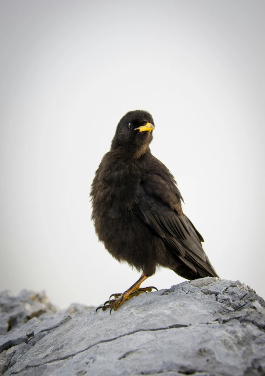 a black bird with yellow beak standing on a rock