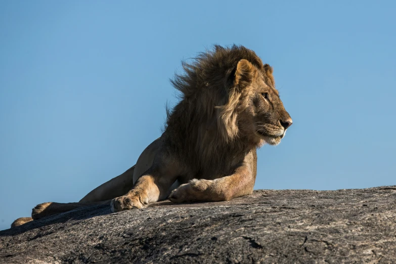 the lion is laying down on the rock