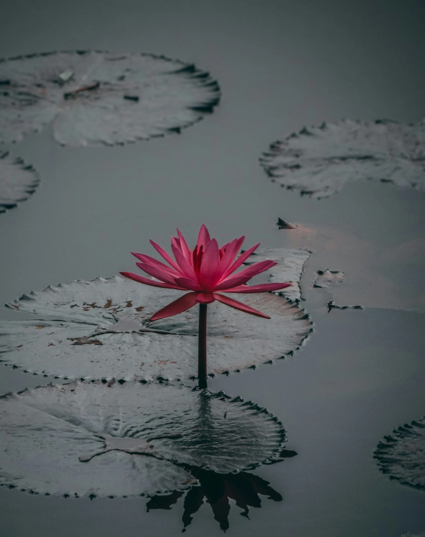 a lone pink lotus flower in the middle of some lily pads