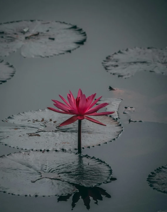 a lone pink lotus flower in the middle of some lily pads