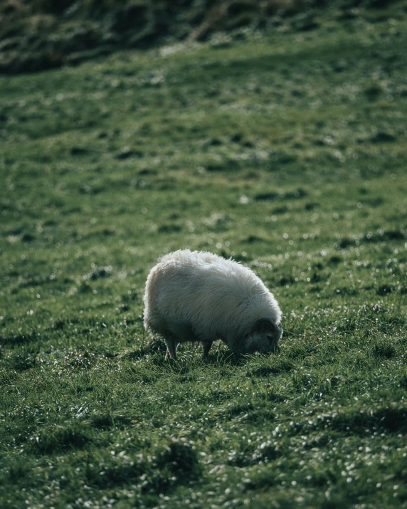 an animal is eating some grass in the field