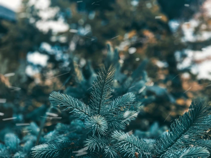 a evergreen tree is depicted in a blurry picture