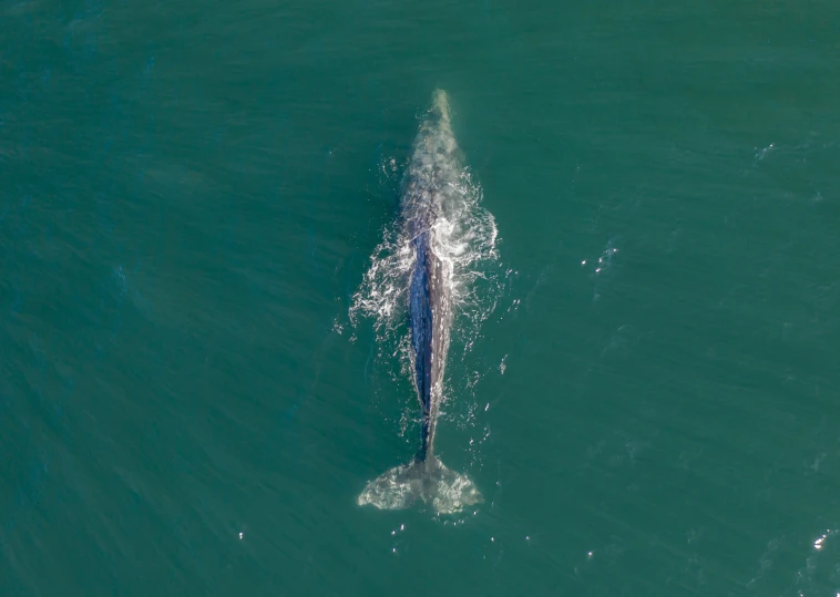 two dolphins in the water together, one is riding on top of the other