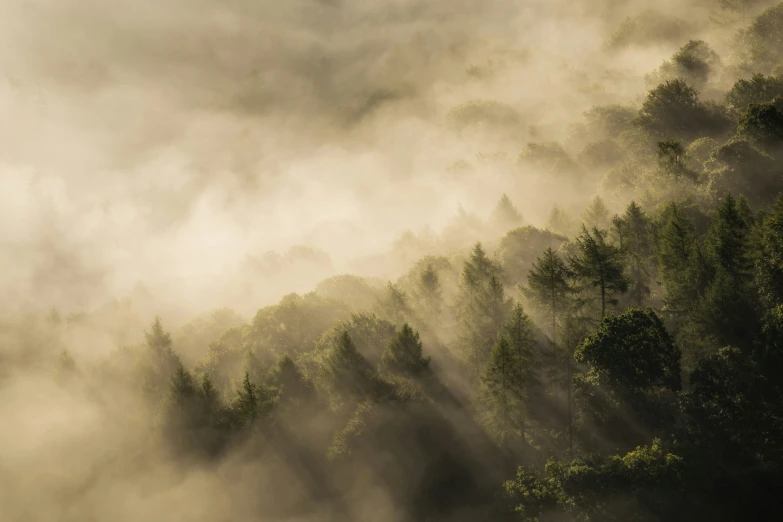 an aerial po of fog rolling in from trees