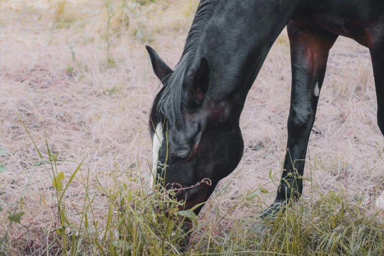 a large black horse standing on top of a field