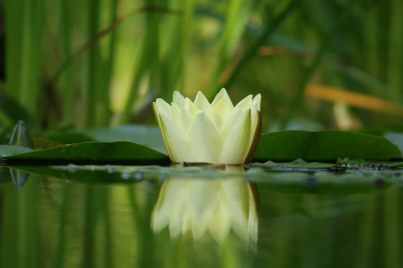 the lotus flower in the pond is floating on the water