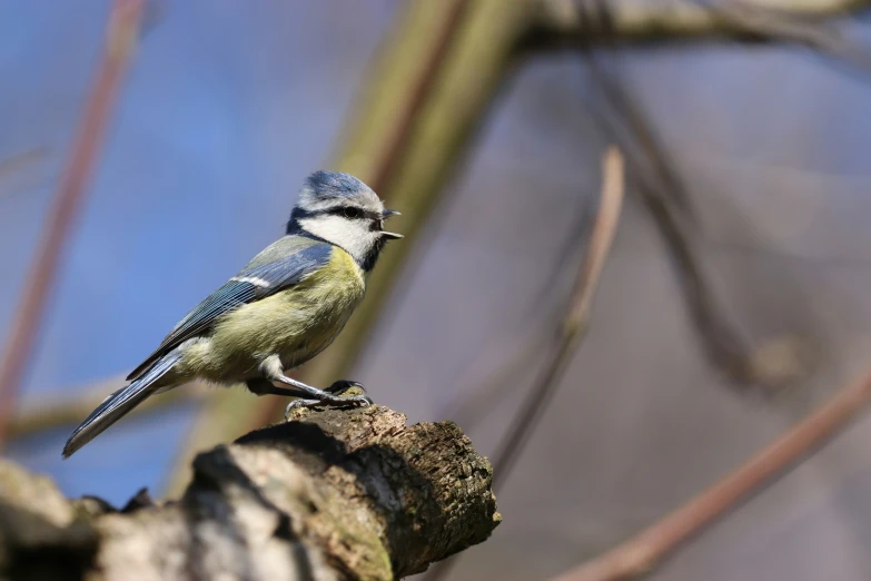 a bird with blue wings perched on the nch