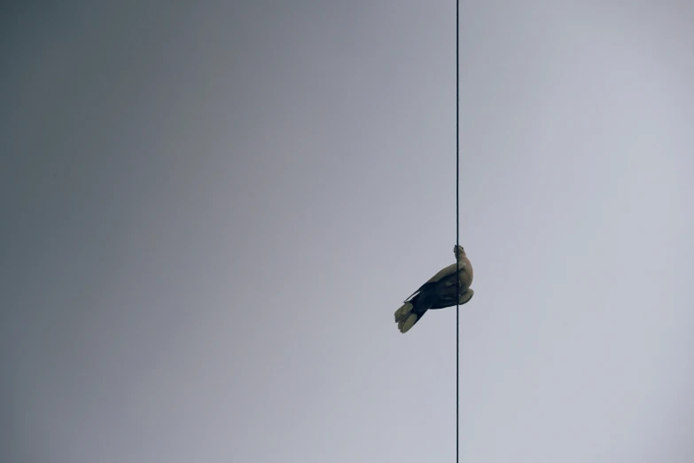 a bird is hanging upside down from a pole