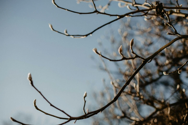 a leafless tree nches with some leaves