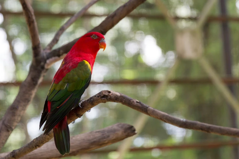 a bird is sitting on the nch in the forest