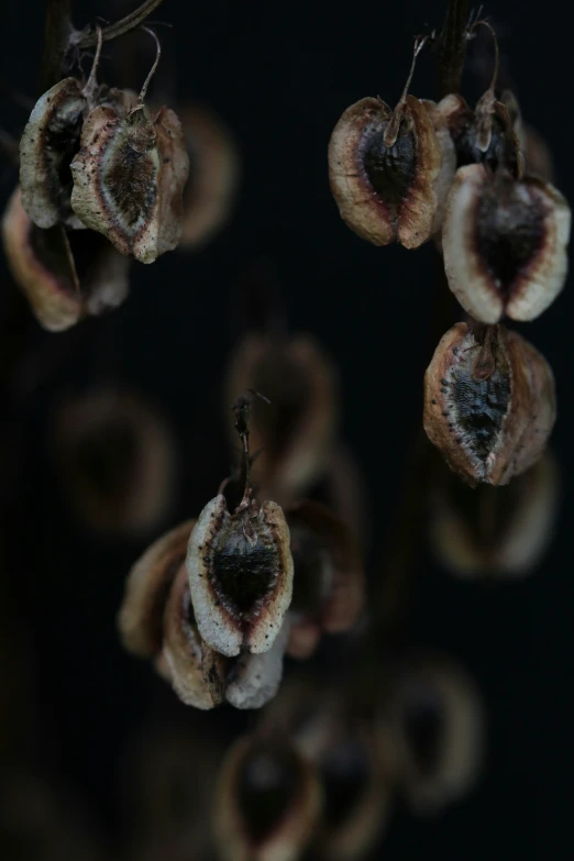 an extreme close up view of a flower with it's petals rotted