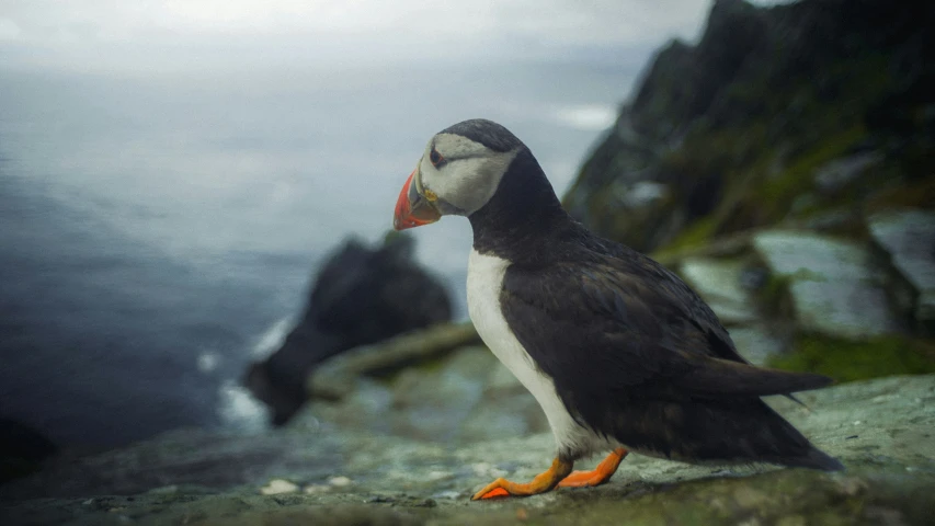 there is a small bird that is standing on the rocks