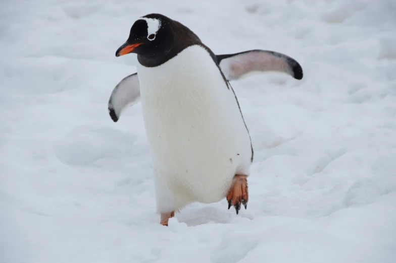 a penguin with one foot spread and a tail
