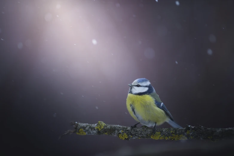 a small blue and yellow bird is sitting on the nch